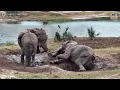 Download Lagu Elephants Play in Mud Puddles