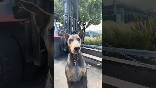 .. #fyp #pets #doberman #dream #creatorsearchinsights