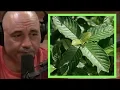 Joe Rogan Kratom Gets You High