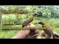 Download Lagu TERBUKTI AMPUH! SUARA PIKAT SOGON PALING EFEKTIF CEPAT TURUN.
