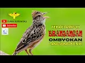 Lagu Branjangan Ombyokan Langsung Bunyi Pakai Masteran Ini