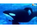 Tilikum Dies SeaWorld s Most Famous Orca Passes Away The Dodo