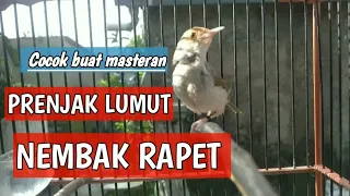 masteran suara prenjak lumut nembak rapet