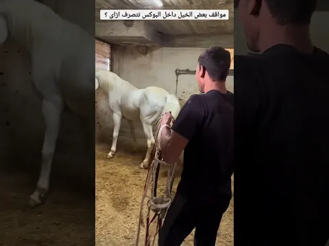 مواقف بعض الخيل داخل البوكس نتصرف ازاى؟ 🤔😳 #٦٠شو_مع_الدكتور_حاتم_ستين