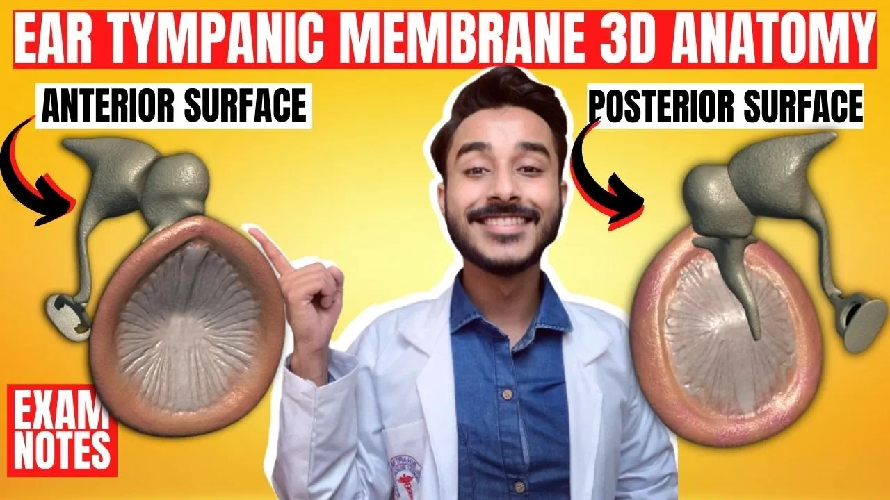 Tympanic Membrane Anatomy | Anatomy of tympanic membrane | Nerve supply of tympanic membrane anatomy