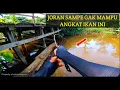 Download Lagu Momen langka..!! Joran segede lidi lawan ikan besar sampe gak berdaya