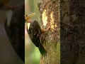 Lagu kecepatan burung pelatuk melubangi pohon #shorts #birds