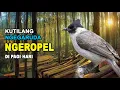 Download Lagu Burung Kutilang Ropel Super Gacor