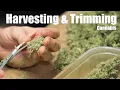 When to Harvest Cannabis and How to Trim