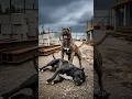 Download Lagu Presa Canario vs. Strongest Dogs (Cane Corso, Pitbull, rottweiler, Doberman..) #shorts