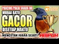 Download Lagu PANCINGAN MURAI BATU PAGI HARI MELATIH MENTAL FIGHTER | shama bird | murai batu