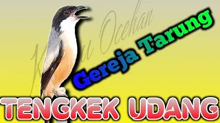 cendet isian tengkek udang gereja tarung lovebird untuk masteran cendet trotol