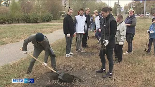 В Тевризском районе пройдет массовая высадка деревьев