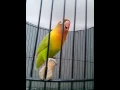 Download Lagu Ipman lovebird durasi