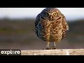 LIVE Burrowing Owl Nest Cam - Oregon