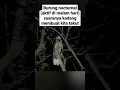 Download Lagu Suara burung ini membuat malam terasa agak horor | burung cabak maling