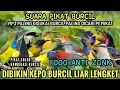 Download Lagu Suara pikat sogon | Suara pikat burcil | Mp3 suara pikat Kombinasi burcil ribut 2025