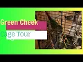 Green Cheek Conure Cage Cage set up Ideas