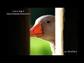 I cant help it (Stevie Wonder/Michael Jackson)