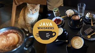 CAT CAFE - unique relaxing experience in London Java Whiskers