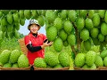 Download Lagu Colhendo Graviolas Gigantes Para Vender No Mercado, Colhendo Bananas Cultivadas Na Fazenda