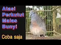 Download Lagu Perkutut Lokal Suara Selow