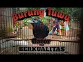 Download Lagu BURUNG TUWU gacor BERKUALITAS ori Jatim