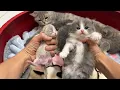 Size difference between 2-day-old kittens and 2-week-old kittens