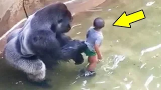 سقط طفل بجوار غوريلا فشاهد ماذا فعلت مشهد يحبس الأنفاس 