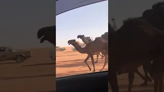 الشيخه و وعد للمالك سيف بن محسن بن حفيظ المزروعي 