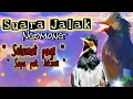 Lagu Putarkan didekat jalak anda!!Masteran untuk burung jalak pintar ngomong selamat pagi dan pak jokowi