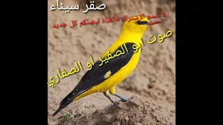 صوت ابو الصفير الاصلي   صوت الصفاري الاصلي    للصيد وهواة البر والقنص دندنها