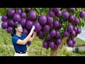 Download Lagu Harvesting Giant Purple Passionfruit \u0026 Homemade Yogurt Cake | Secret Traditional Recipe