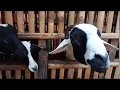 Download Lagu Sound efek suara kambing menyatu dgn suara aslinya.