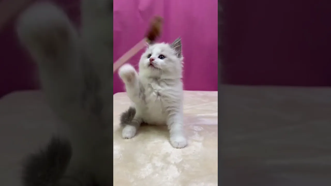 動画