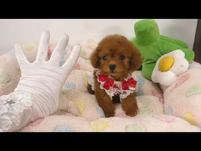 動画