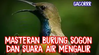 masteran burung sogon dan suara air mengalir kicaumaniaindonesia kicaumania