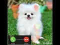 Download Lagu DOG Bark Ringtone - Ringtone for SMS, MMS, Notification on your mobile🔔❤🔔