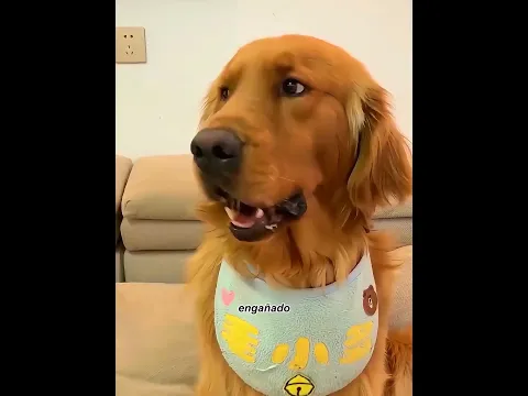 El perro al que siempre molestaba protegió su hogar cuando más importaba