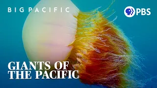 The Biggest Mouths in the Ocean Full Episode Big Pacific