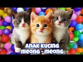 Download Lagu kucing lucu - KUCING PERSIA PUTIH KUCING PERSIA LUCU #kucinglucu #cat #catlover #kucing