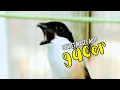 Download Lagu Pancingan Cendet Ampuh Bikin Makin Gacor