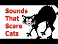 Download Lagu Buat Kucing atau Anjing Anda Menjadi Gila, ~ Suara yang Dibenci Kucing Sepanjang Masa