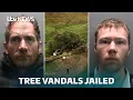 Download Lagu Sycamore Gap: WATCH as vandals sentenced for felling tree | ITV News