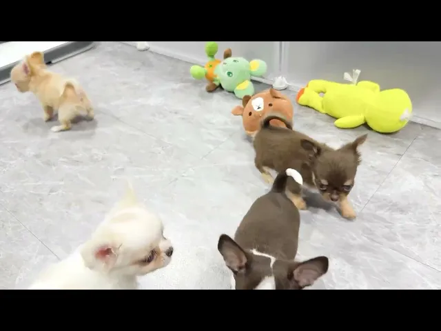動画