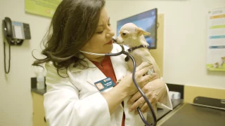 Meet Dr Mary Guerra - Banfield Pet Hospital Careers