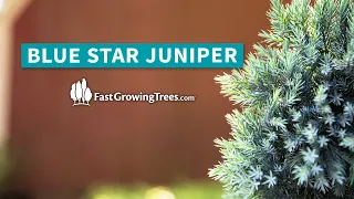 Blue Star Juniper Tree YouTube Video Banner