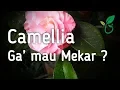Lagu Untuk Bunga Camellia yang Tidak Mau Mekar Tidak Pernah Jadi
