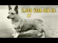 The Untold History of The Royal Corgi