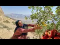 Download Lagu ⛰️🌰 Kulthum's adventure in the mountains: pure moments picking mountain pistachios, figs, and apples